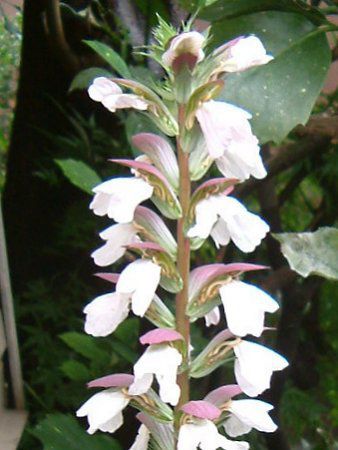AJTX(Acanthus)