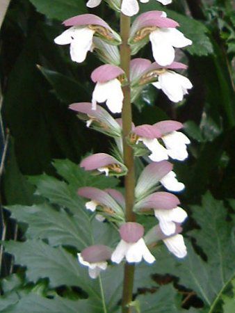 AJTX(Acanthus)