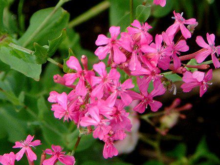 ムシトリナデシコ 虫取撫子 かぎけんweb ムシトリナデシコ 虫取撫子 かぎけんweb