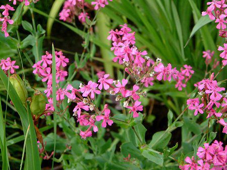 ムシトリナデシコ 虫取撫子 かぎけんweb ムシトリナデシコ 虫取撫子 かぎけんweb