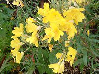 GmeEyjX(Oenothera perennis)