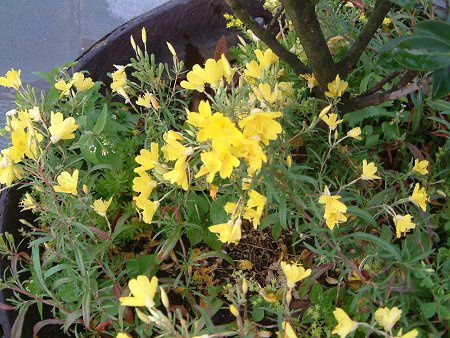 GmeEyjX(Oenothera perennis)