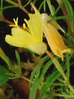 GmeEyjX(Oenothera perennis)