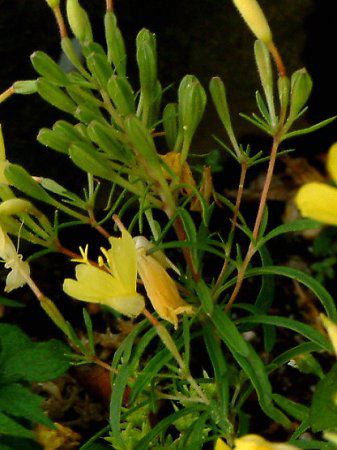 GmeEyjX(Oenothera perennis)