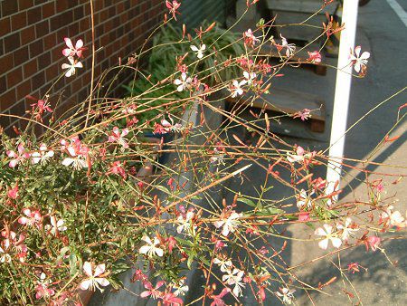 KE(Gaura)
