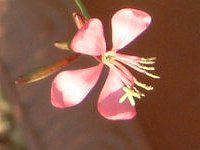 KE(Gaura)