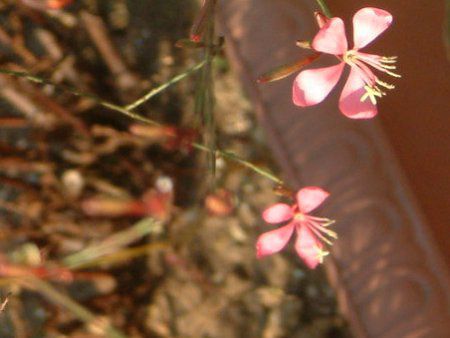 KE(Gaura)