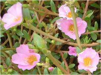 |[`J(Portulaca)