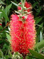 JXe(Callistemon)