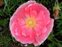 ACXh|s[(Iceland Poppy)
