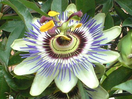 パッシフローラ カエルレア Passiflora Caerulea かぎけん