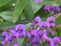 n[fxLA(Hardenbergia)