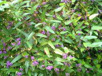 n[fxLA(Hardenbergia)