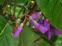 n[fxLA(Hardenbergia)