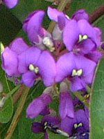 n[fxLA(Hardenbergia)