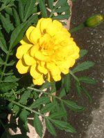 }[S[h(Marigold)-yellow