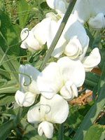 XC[gs[(Sweet pea)-white-spring