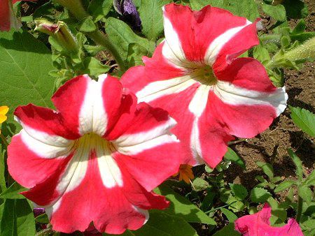 y`jA(Petunia)