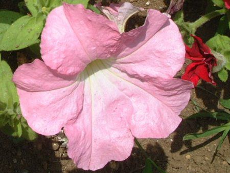 y`jA(Petunia)