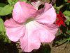 y`jA(Petunia)-pink-spring