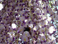 �t�W�i���j