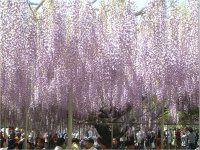 �t�W�i���j