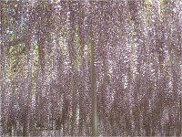 �t�W�i���j