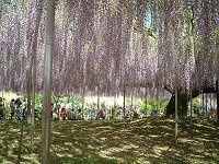 �t�W�i���j