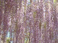 �t�W�i���j