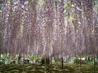 �t�W�i���j