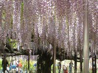 �t�W�i���j