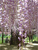 �t�W�i���j