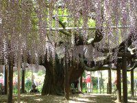 �t�W�i���j