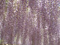 �t�W�i���j