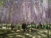 �t�W�i���j