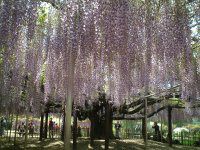 �t�W�i���j