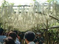 �t�W�i���j