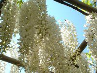 �t�W�i���j