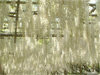 �t�W�i���j