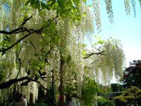 �t�W�i���j