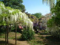 �t�W�i���j