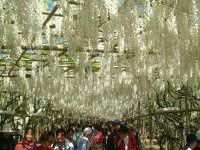 �t�W�i���j