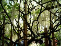 �t�W�i���j