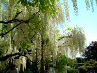 �t�W�i���j