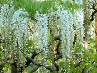 �t�W�i���j