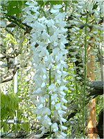 �t�W�i���j