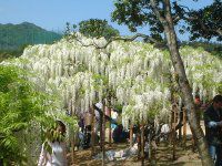 �t�W�i���j