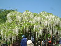 �t�W�i���j