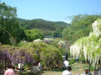 �t�W�i���j