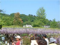 �t�W�i���j